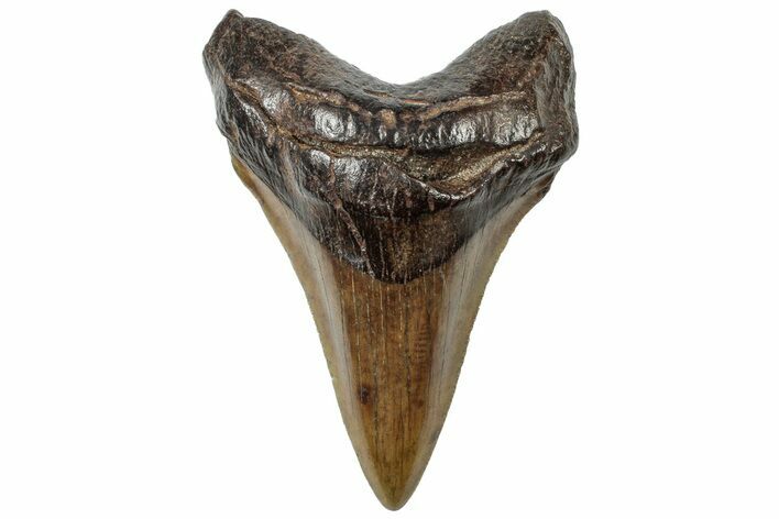 Serrated, Fossil Megalodon Tooth - South Carolina #310427